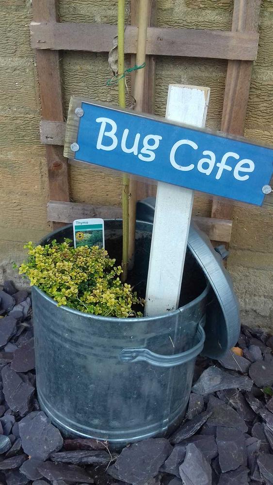 Bug cafe nature activities in Suffolk  and Norfolk
