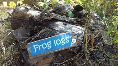 Frog log school nature activities in Suffolk  and Norfolk
